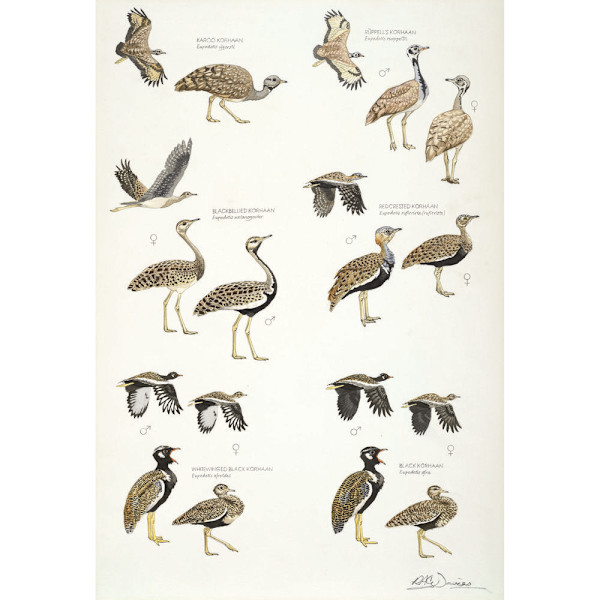 African Bustards, Plate no.2 by RAG Davies