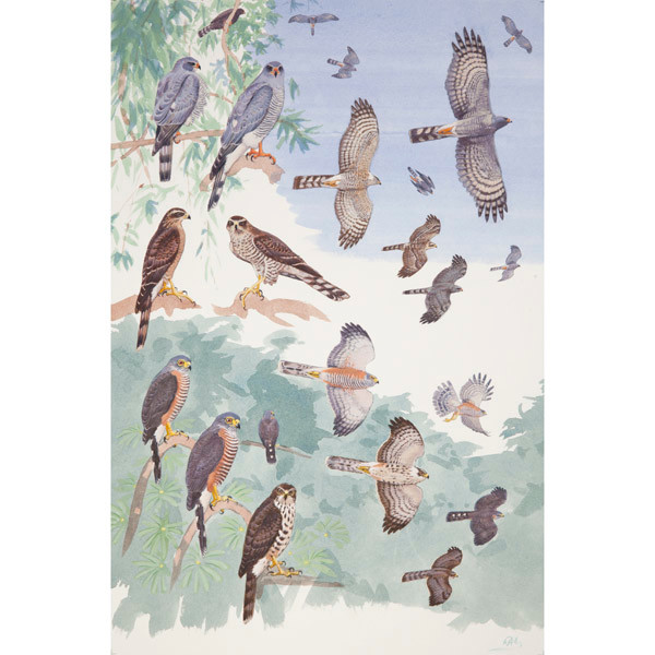 Ovambo and Chestnut-flanked Sparrowhawks, African raptors, plate no. 25 by RAG Davies