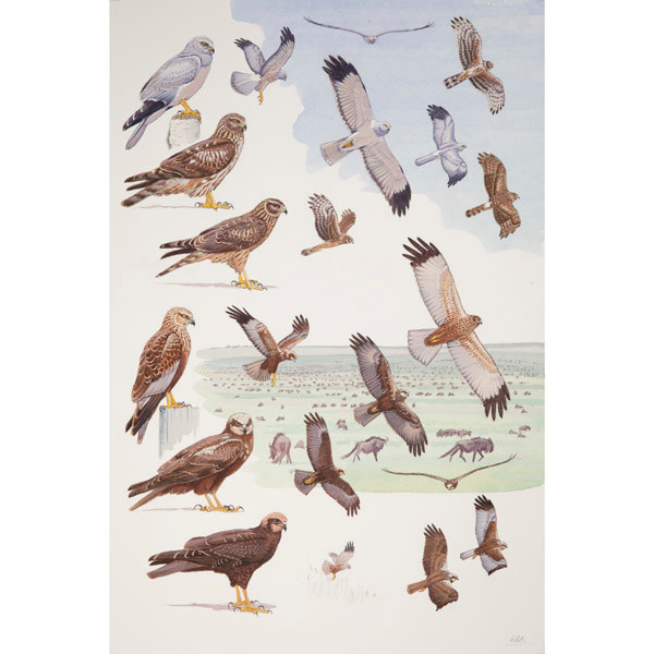 Hen and Western Marsh Harriers, African raptors plate no. 14 by RAG Davies