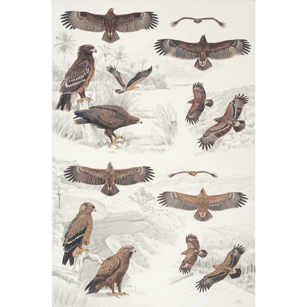 Lesser and Greater Spotted Eagles, African raptors plate no. 33 by RAG Davies
