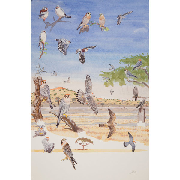 African Pygmy Falcon & Redneck Falcon by RAG Davies