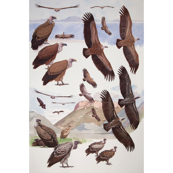 Griffon and Ruppell's Vultures, African raptors plate no. 9 by RAG Davies