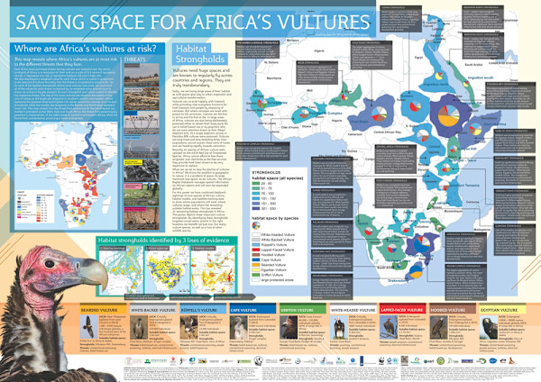 African Vulture Poster by RAG Davies