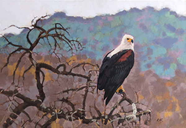 Fish Eagle, Ruaha National Park by RAG Davies
