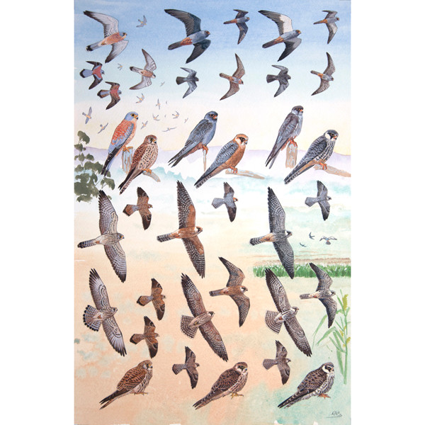 Red-footed & Amur Falcon and Lesser Kestrel by RAG Davies