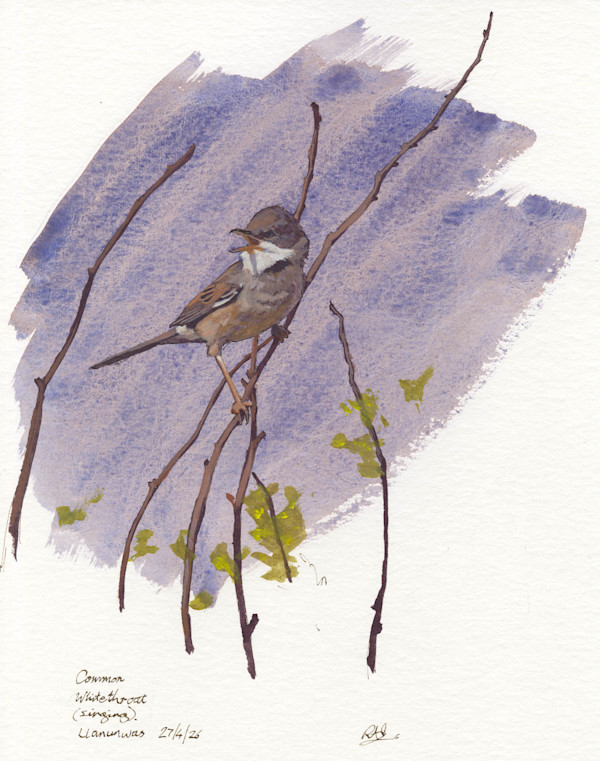 Whitethroat by RAG Davies, Image 1.