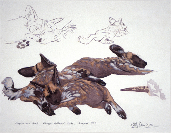 Wild Dog pups, Kruger Park by RAG Davies