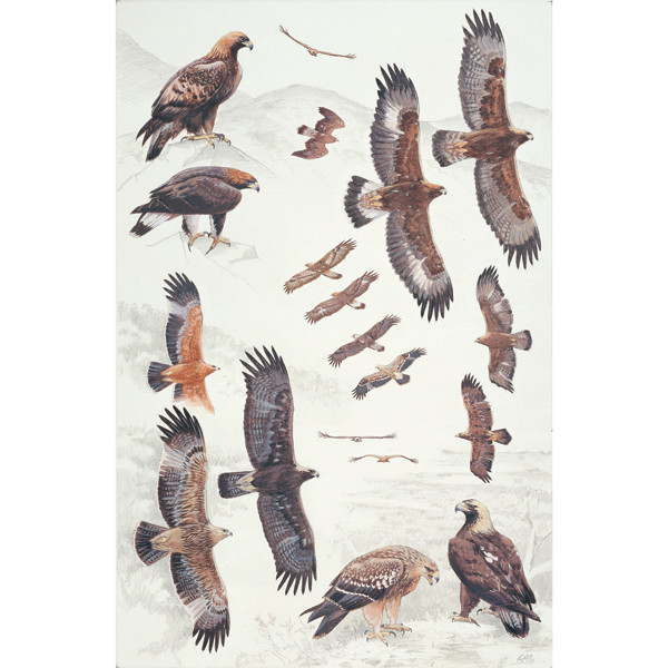 Eastern Imperial and Golden Eagles by RAG Davies