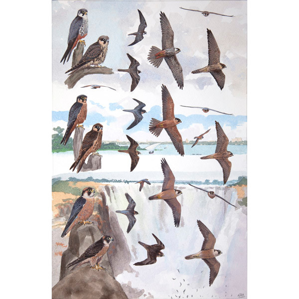 Northern and African Hobby and Taita Falcon by RAG Davies