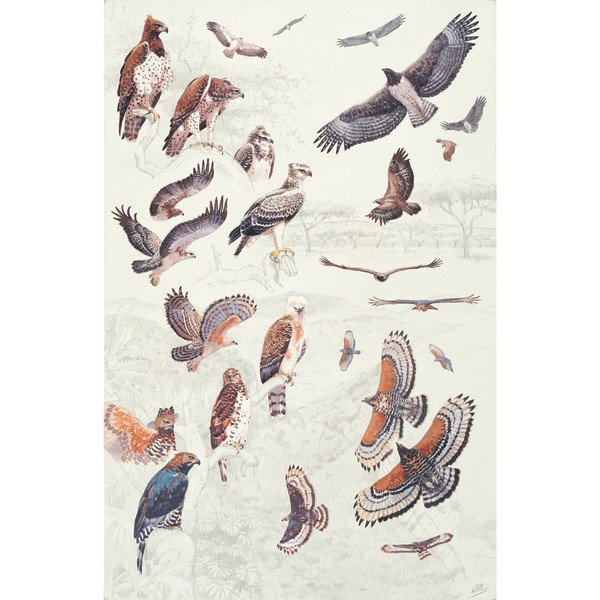 Martial & Crowned Eagle by RAG Davies
