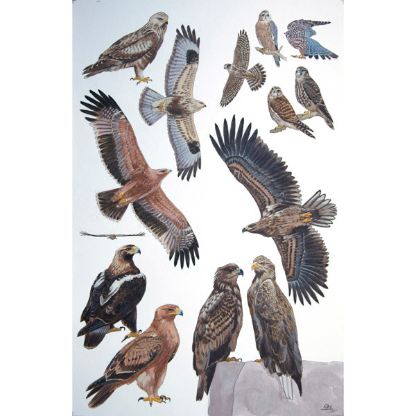 Eurasian Vagrants by RAG Davies