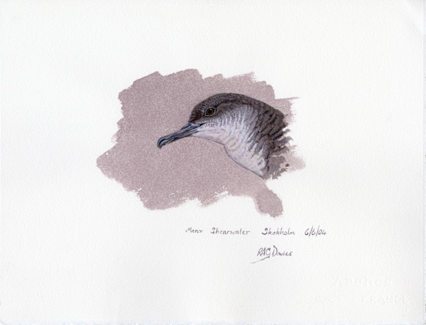 Manx Shearwater, Skokholm by RAG Davies