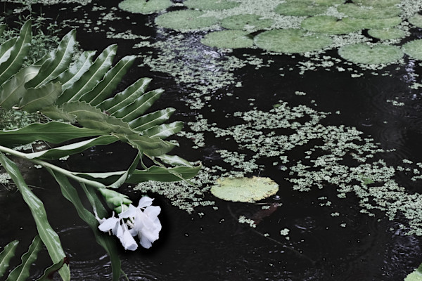 White Floral Gothic (not all gingers are feisty) by Penelope Ann Treat