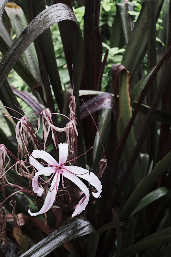 One Lily Yet Lives by Penelope Ann Treat