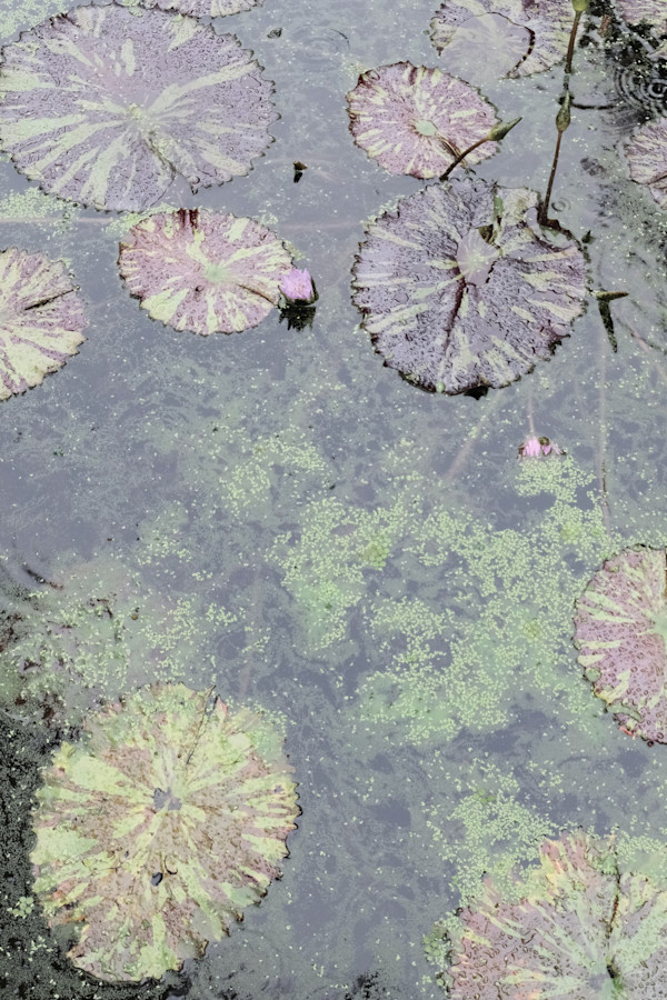 Battle to Bloom; Lotus Edition by Penelope Ann Treat