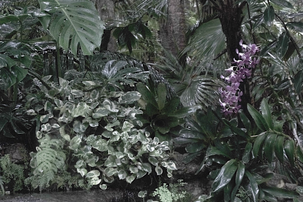 Jungle Orchid Spray by Penelope Ann Treat