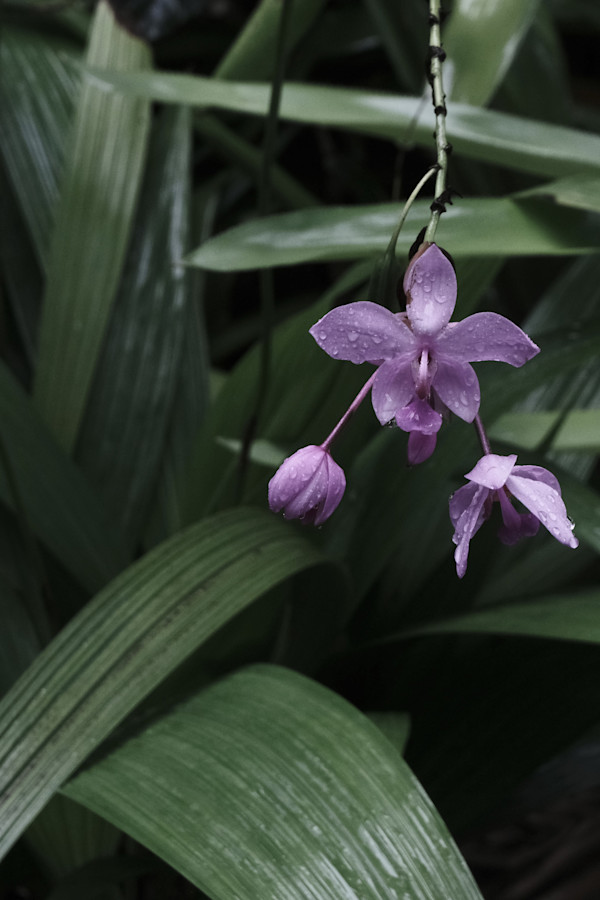 Process Exploration, Orchid Edition by Penelope Ann Treat
