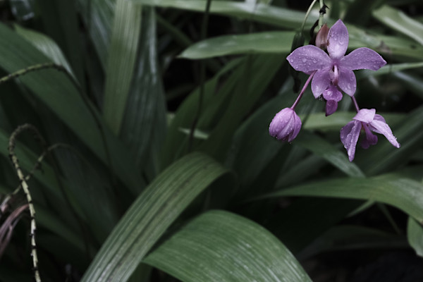 Process Exploration, Orchid Edition; Horizontal by Penelope Ann Treat