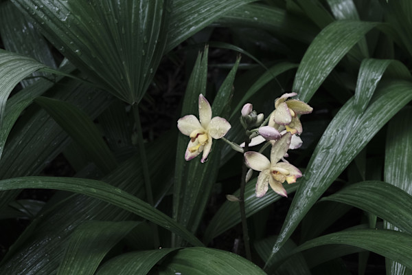 DSCF1597_mmj7k7_2 by Penelope Ann Treat