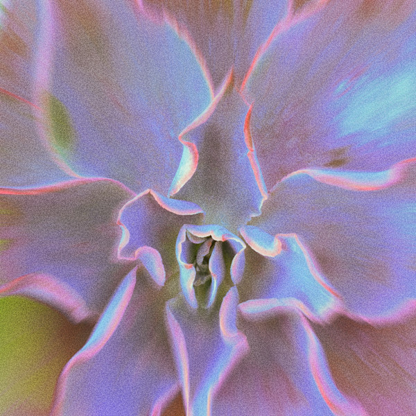 Flowra by Penelope Ann Treat