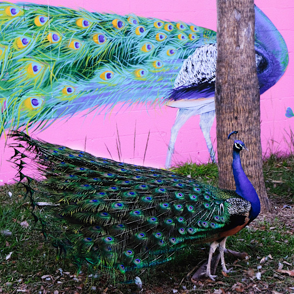 Life imitates Art, Peacock edition by Penelope Ann Treat