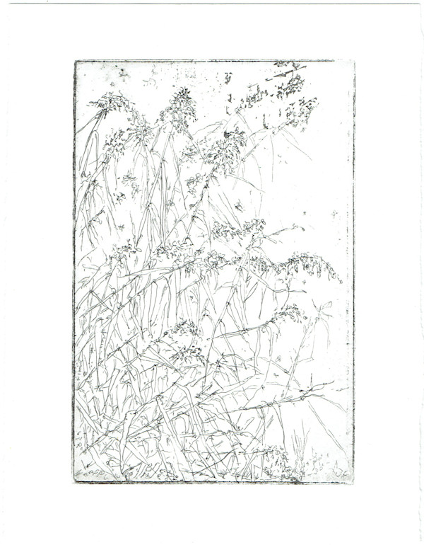 Roseau 1/25 by Julia Kaulbach