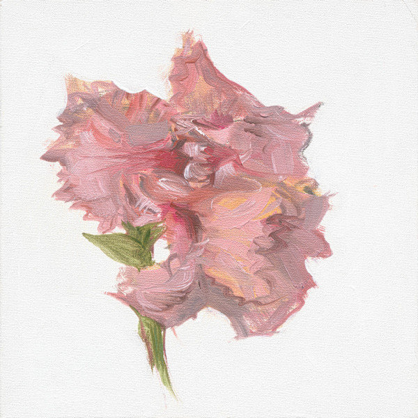 Peach Iris by nikki