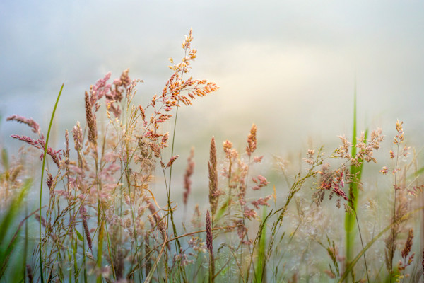 diannepoinski_rose_mist by Dianne Poinski, Image 1.