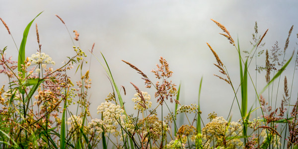 diannepoinski_field_song by Dianne Poinski, Image 1.