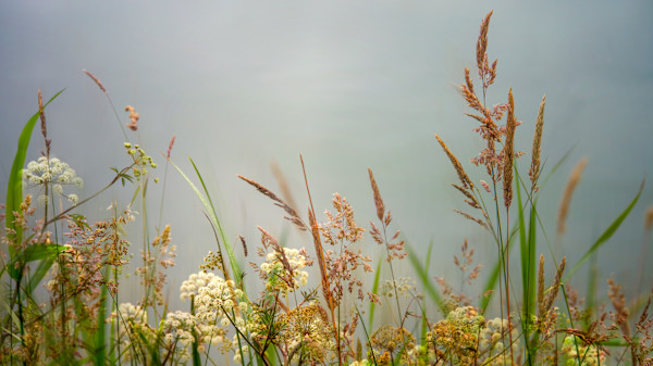 diannepoinski_gentle_light by Dianne Poinski, Image 1.