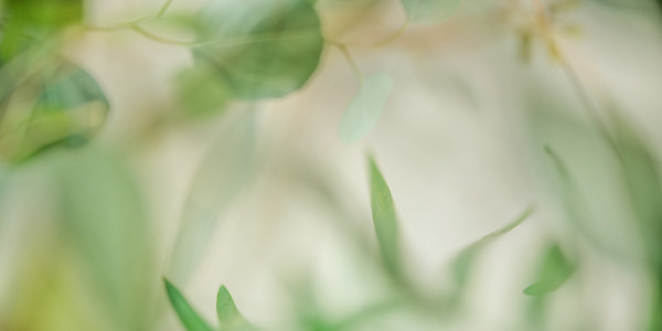 diannepoinski_whispering_leaves1 by Dianne Poinski, Image 1.