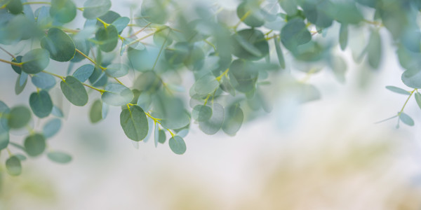 diannepoinski_eucalyptus_light by Dianne Poinski, Image 1.