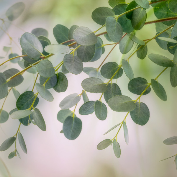 diannepoinski_whispering_leaves by Dianne Poinski, Image 1.