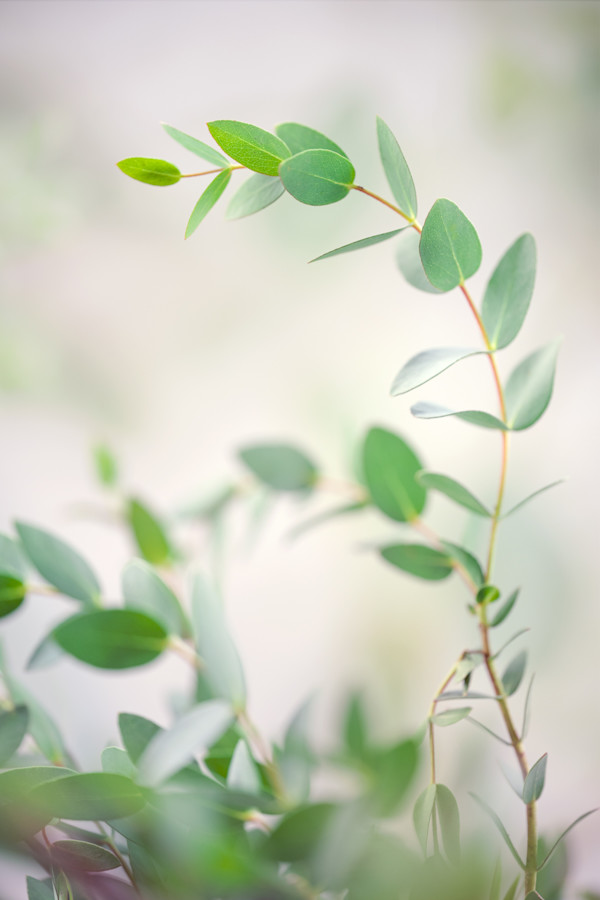 diannepoinski_fresh_growth by Dianne Poinski, Image 1.