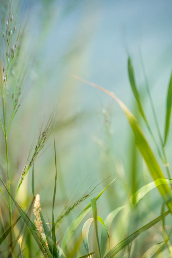 diannepoinski_summer_stillness by Dianne Poinski, Image 1.