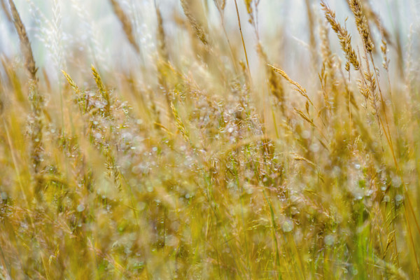 diannepoinski_golden_breeze by Dianne Poinski, Image 1.