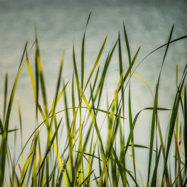 diannepoinski_river_grass1 by Dianne Poinski, Image 1.