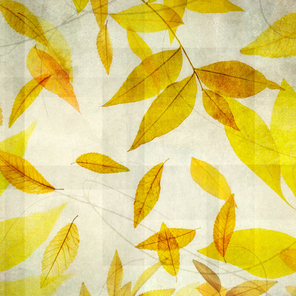 diannepoinski_yellow_leaves1 by Dianne Poinski, Image 1.