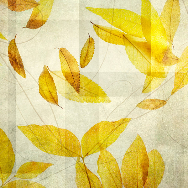 diannepoinski_yellow_leaves2 by Dianne Poinski, Image 1.