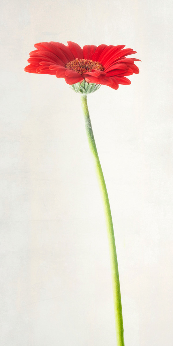 diannepoinski_red_daisy by Dianne Poinski, Image 1.