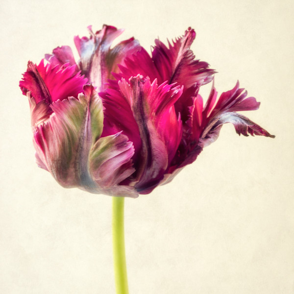 diannepoinski_parrot_tulip1 by Dianne Poinski, Image 1.