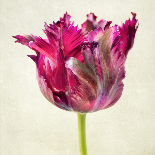 diannepoinski_parrot_tulip2 by Dianne Poinski, Image 1.