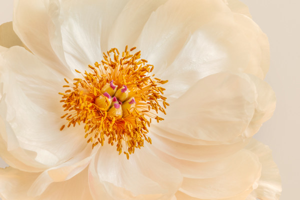 diannepoinski_spring_peony1 by Dianne Poinski, Image 1.