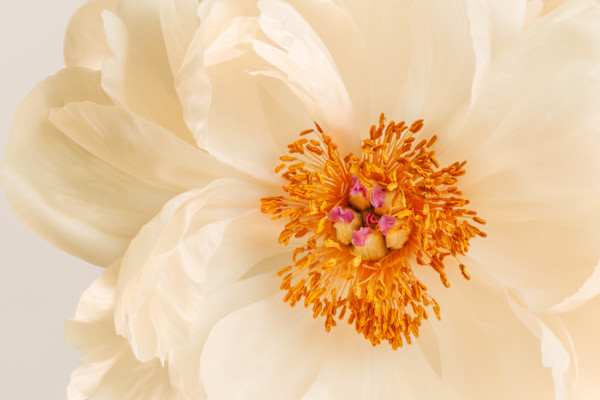 diannepoinski_spring_peony2 by Dianne Poinski, Image 1.
