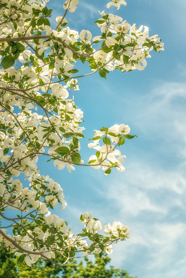 diannepoinski_dogwoods by Dianne Poinski, Image 1.