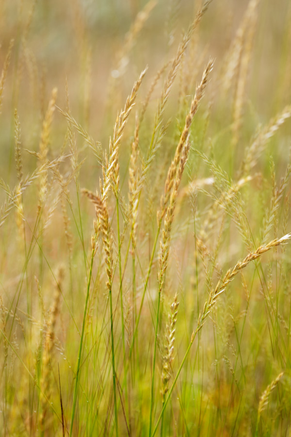 diannepoinski_meadow_glow1 by Dianne Poinski, Image 1.