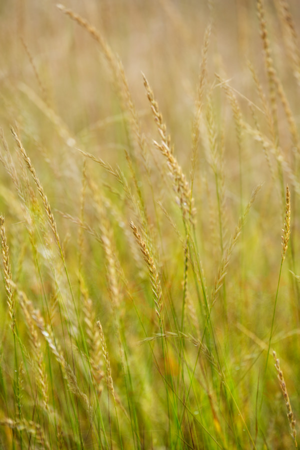 diannepoinski_meadow_glow2 by Dianne Poinski, Image 1.