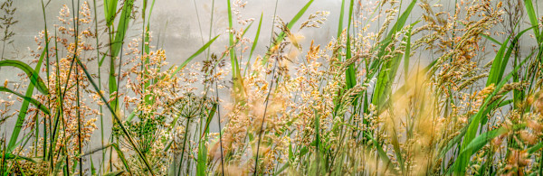 diannepoinski_cropped_waters_edge by Dianne Poinski, Image 1.