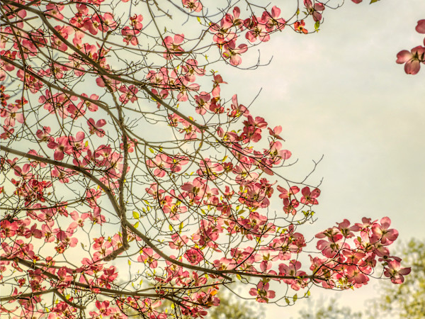 diannepoinski.Spring.Chorus by Dianne Poinski, Image 5.
