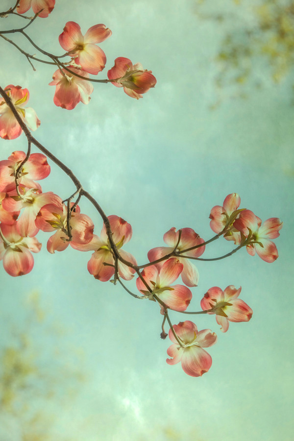 diannepoinski.Spring.Dogwoods1 by Dianne Poinski, Image 19.